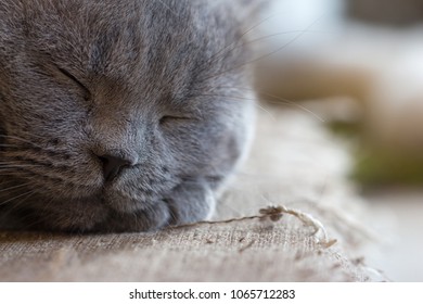 Cat lay down. Face focus cute animal.