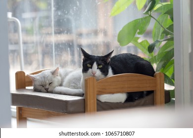 Cat lay down on bed near window. Cute animal.