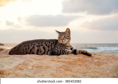 Cat Lay On The Beach