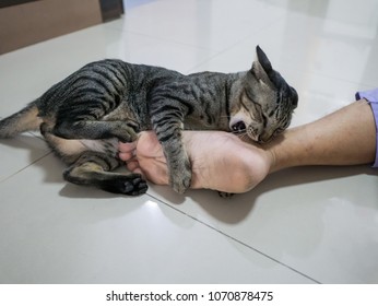 Cat Lay On Ground Prepare To Play And Bite Man's Foot