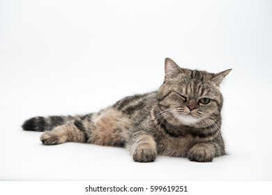 Cat Laydown On White Background With On Eye Blink