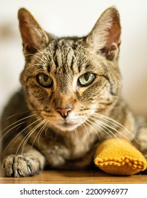 A Cat Laying By His Favourite Toy