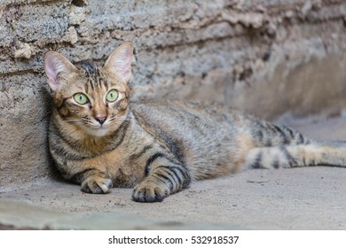 cat laying down
