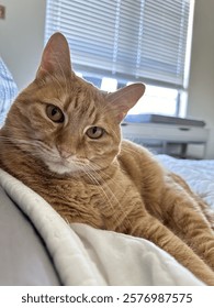Cat laying down in bed