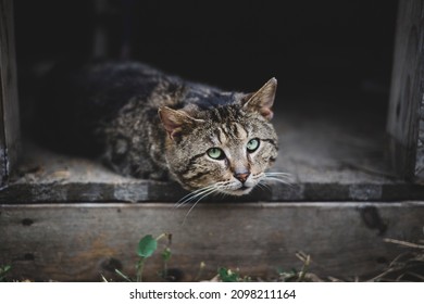 A Cat Laying Down Inside Of A Dog House, Looking Sad And Alone