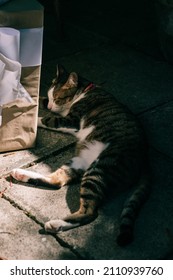 Cat Laying Down Sleeping On The Floor Beside A Box