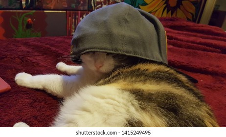 Cat Laying Down Wearing Backwards Hat Stock Photo 1415249495 | Shutterstock