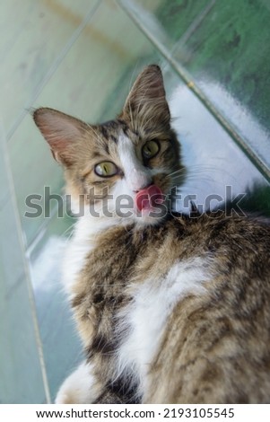 Similar – Cat sitting in a cat bed on a couch