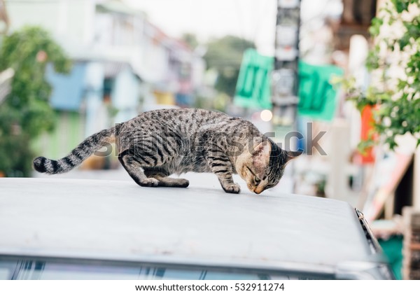 A Cat laying on the car\'s\
roof