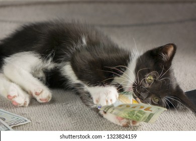 Cat laying on floor with hundred dollar bills