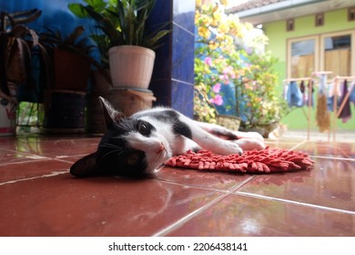 Cat Laying On The Floor Near Plants