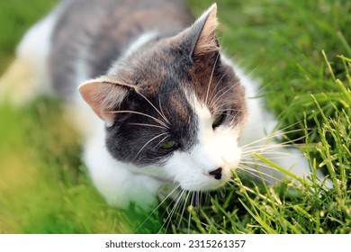 Cat laying on the grass outside in the backyard, garden. Cat is looking at the camera, resting. - Shutterstock ID 2315261357