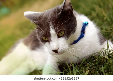 Cat laying on the grass outside in the backyard, garden. Cat is looking at the camera, resting. - Shutterstock ID 2315261359
