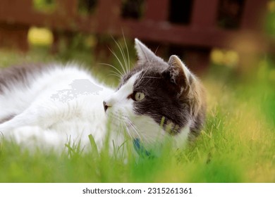 Cat laying on the grass outside in the backyard, garden. Cat is looking at the camera, resting. - Shutterstock ID 2315261361