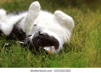 Cat laying on the grass outside in the backyard, garden. Cat is looking at the camera, resting. - Shutterstock ID 2315261363