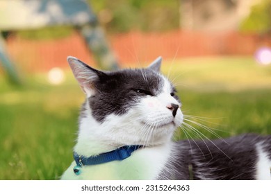 Cat laying on the grass outside in the backyard, garden. Cat is looking at the camera, resting. - Shutterstock ID 2315264363