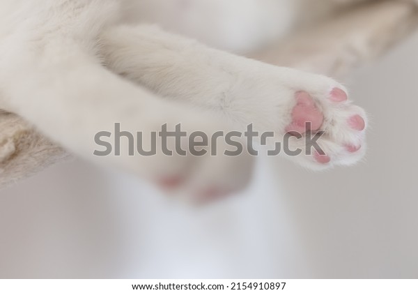 Cat laying on hanging rope bridge for\
cats. Closeup of pink back paw pads of white\
cat