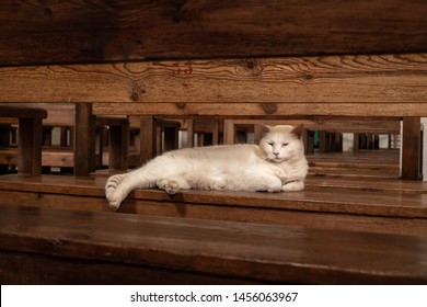 Cat Laying On Pews In Old Church In Roussillon France Being Lazy