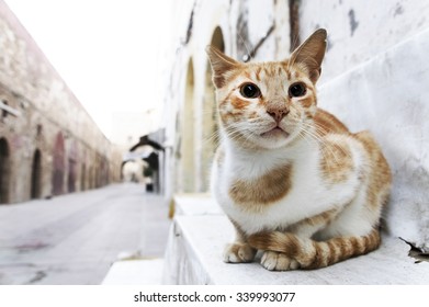 Cat Laying On The Street, Essaouira, Morocco