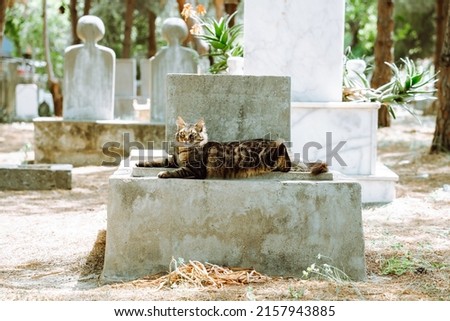 Cat laying on the tombstone in an ancient church graveyard. Wild stray cat sitting in front of tombstones, curiously looking into the camera. Brown tabby cat guarding peace and quiet.