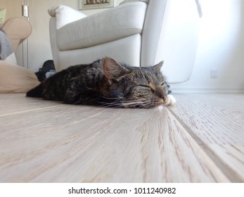 Cat Laying On Wood Floor.