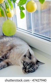 cat laying under the lemon tree