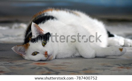 Cat, lazy on the carpet. Tortoiseshell and white cat. Lapjeskat. Stockfoto © 