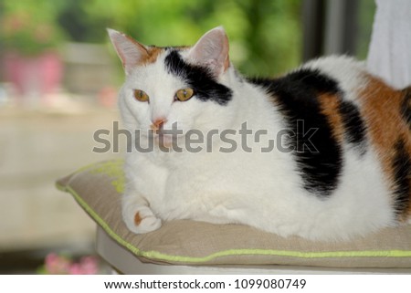 Cat, lazy on the couch. Tortoiseshell and white cat. Stockfoto © 