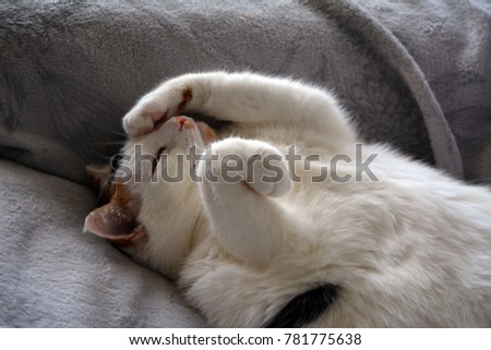Cat, lazy on the couch. Tortoiseshell and white cat. Lapjeskat. Stockfoto © 