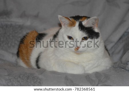 Cat, lazy on the couch. Tortoiseshell and white cat. Lapjeskat. Stockfoto © 