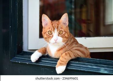 Welcome Cat Hd Stock Images Shutterstock