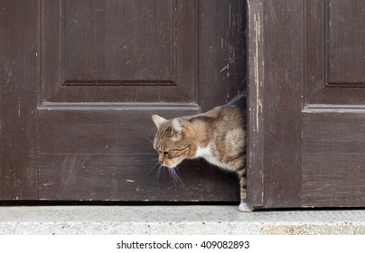 Cat Leaves Home, Cat Open And Entering Into A Door
