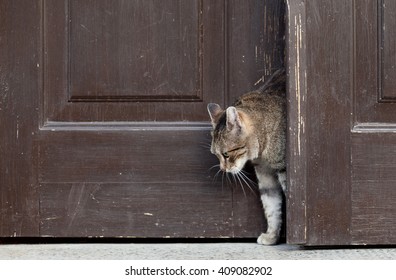 Cat Leaves Home, Cat Open And Entering Into A Door
