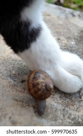 Cat Leg Photo Bombing Snail Photo