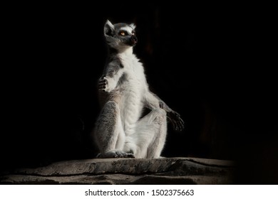 290 Lemur meditation Images, Stock Photos & Vectors | Shutterstock