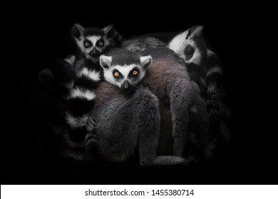 A lot cat lemurs gathered in a heap (group) for a night's sleep, restless glance of burning eyes of animals. Isolated on black background. Symbol of insomnia and nightmares.