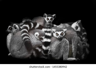 471 Lemur Night Images, Stock Photos & Vectors | Shutterstock