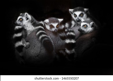 375 Lemur's Face Images, Stock Photos & Vectors | Shutterstock