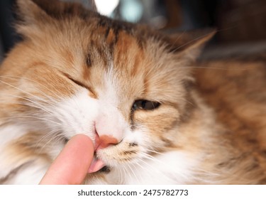 Cat licking finger of owner. Close up of fluffy kitty cat showing affection and social bond with the pet owner. Social grooming and bonding. Female long hair cat, calico or torbie.  Selective focus. - Powered by Shutterstock