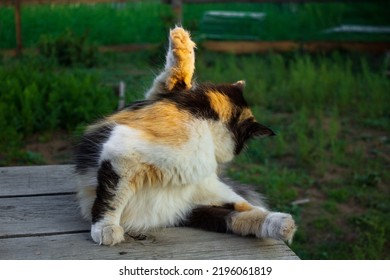 Cat Licking Fur Outdoors In Summer