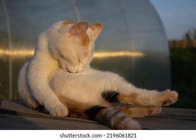 Cat Licking Fur Outdoors In Summer