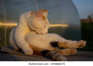 Cat Licking Fur Outdoors In Summer