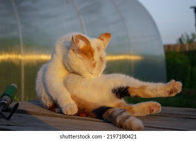 Cat Licking Fur Outdoors In Summer