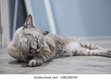 The Cat Licking Hairy On The Floor.