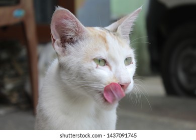 Cat Licking Her Mouth With Her Tounge