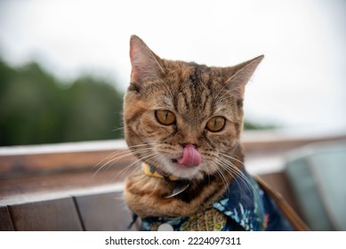 cat licking lips with dark background Stock Picture