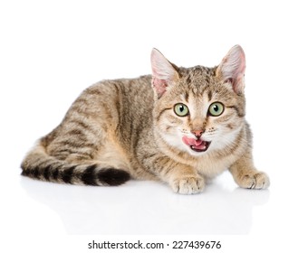 Cat Licking Lips. Isolated On White Background