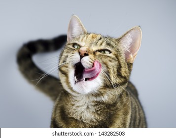 Cat Licking Lips Looking Upwards