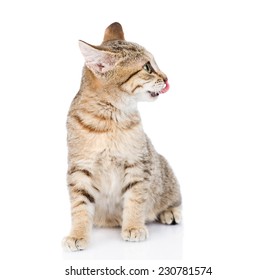 Cat Licking Lips In Profile. Isolated On White Background