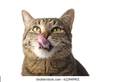 Cat Licking Nose With Tongue